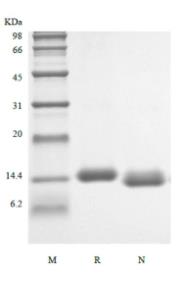 SDS-PAGE (CSF2-03H).jpg